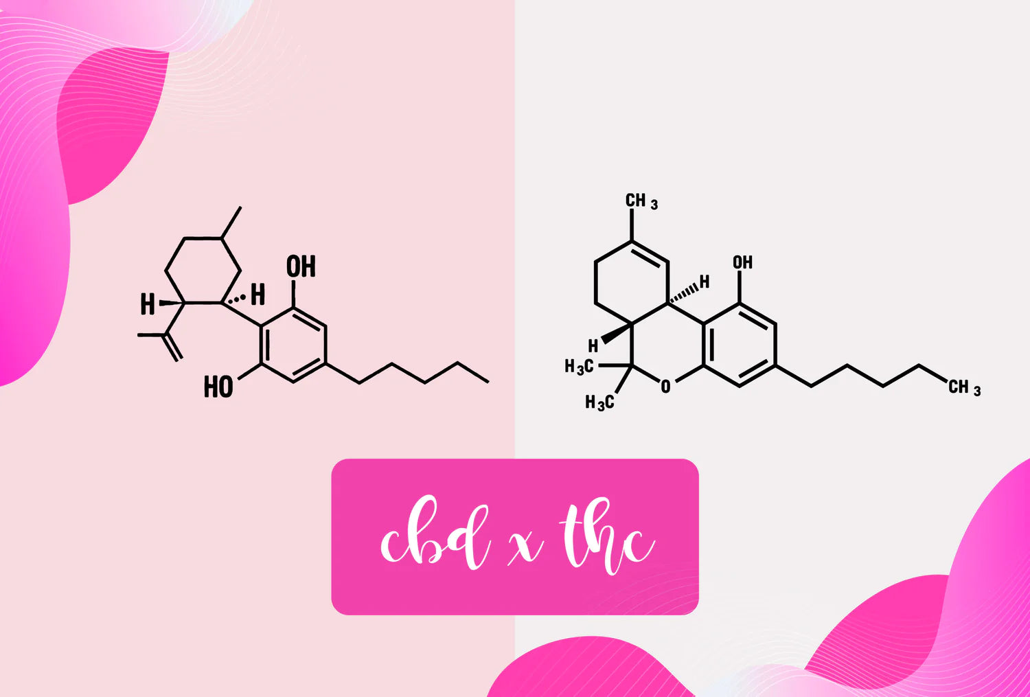 CBD vs. THC – aký je rozdiel?